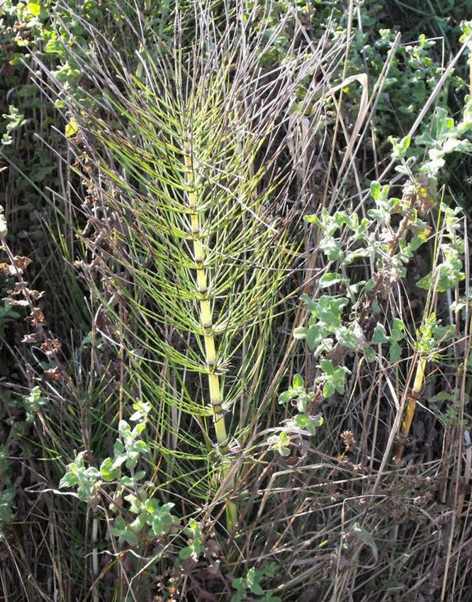 Equisetum telmateia